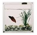 Aqua Forest with Live Fish Aqua Forest with Live Fish