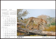 Page layout showing date pad and Cheetah photo on promotional calendar