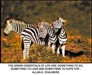 Zebra with motivational quote