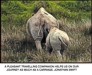 Rhino and calf with motivational quote