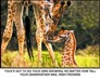 Giraffe with motivational quote