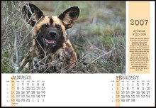 Page layout showing date pad and Wild Dog on promotional calendar.