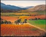 Cape vineyard on fine art calendar