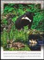 Olympic, North America Rainforest on calendar