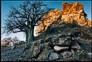 Baobab in Vembe National Park on  photographic calendar
