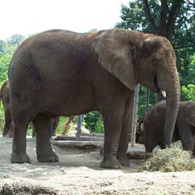 Elephant Interaction for Four Elephant Interaction for Four