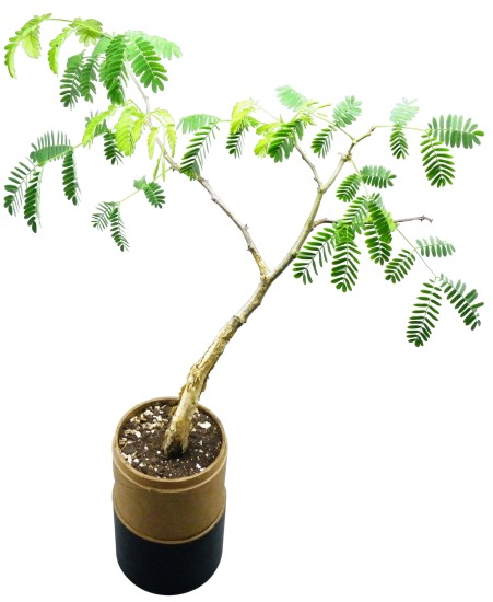 Tree in a Bamboo Tube (Carry Box)  - Size: ± 90*90*480mm - Min O