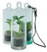 Baby Pet Plants - Includes 1 Colour Print on capsule & 1 Side (F