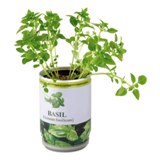 Aromatic herbs in tin can - Available in: Green