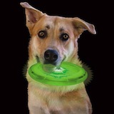 Flashflight Dog Discuit - LED Light-Up Flying Disc