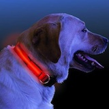 Nite Dawg - LED Dog Collar