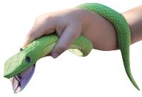 Nat Geo Wild - Curl & Coil Snake Light Nat Geo Wild - Curl & Coil Snake Light