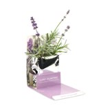 Plant in paper box - Available in: Violet