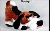 Booby  - Soft, Cuddly Teddy Bear