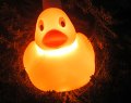 Duck Party Lights