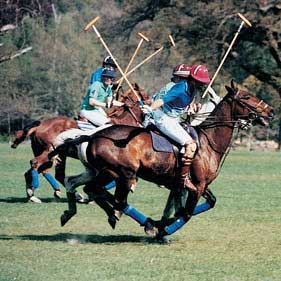 Polo Day-Introduction Polo Day-Introduction