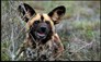 African Wild dog with motivational quote