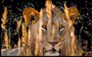 African Lion with motivational quote