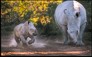 Rhino and calf with motivational quote