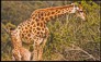 Giraffe photograph with motivational quote