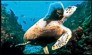 Sea turtle
