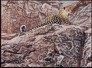 Leopard on fine art calendar