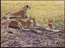 Cheetah and Cubs on fine art calendar