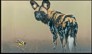 Wild Dog on fine art calendar