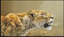 Hunting lioness on fine art calendar