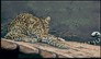 Leopard on fine art calendar