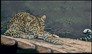 Leopard on fine art calendar