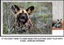African Wild dog with motivational quote