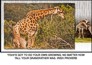 Giraffe photograph with motivational quote