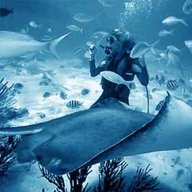 Scuba Diving PADI Open Water Course Scuba Diving PADI Open Water Course